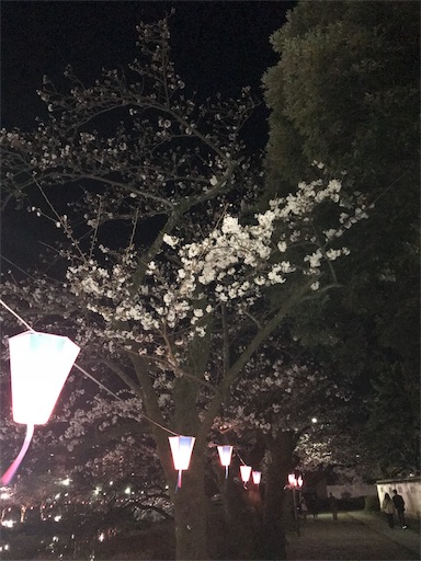 桜咲き始めましたね〜