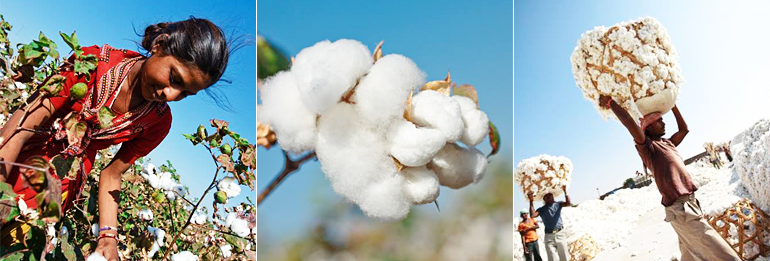 Pre Organic Cotton Program　プレオーガニックコットンプログラム